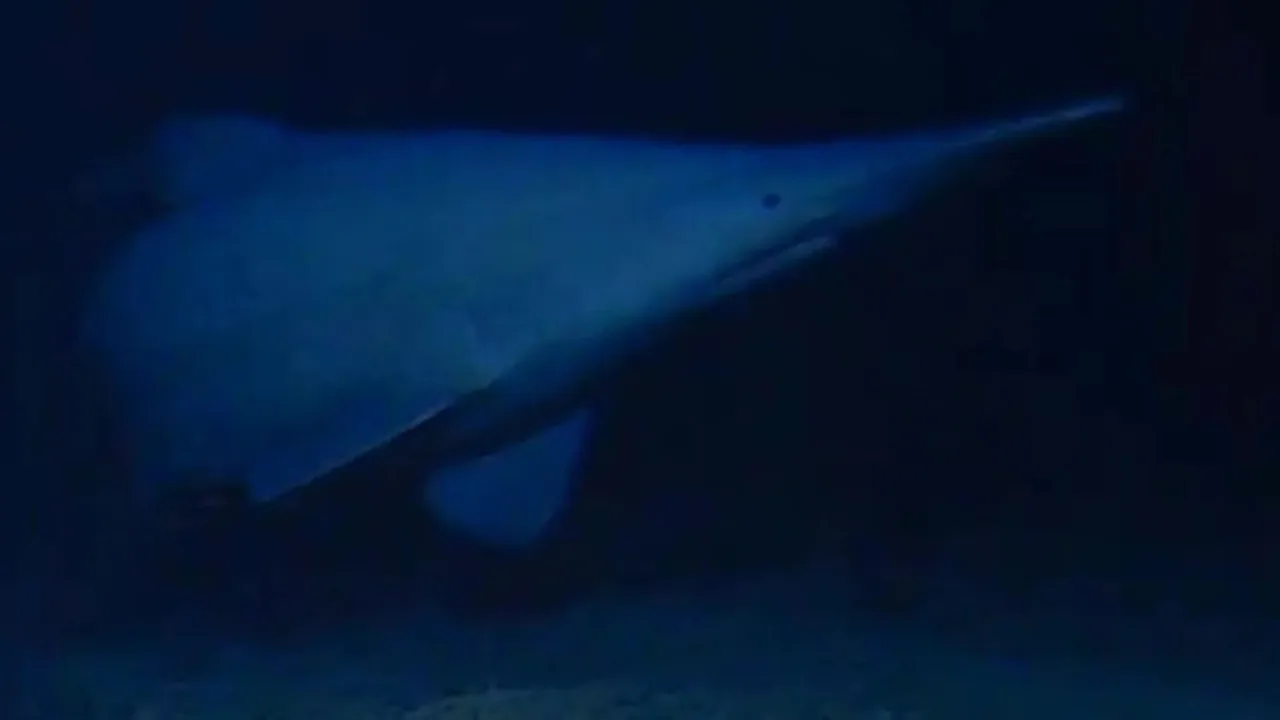 Okeanologlar noyob goblin akulasini ilk bor tabiiy muhitida tasvirga oldi