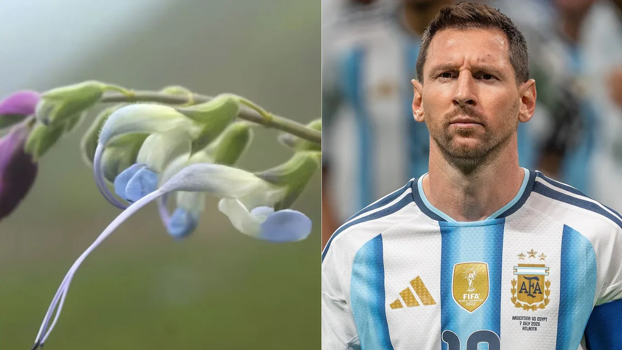 Peruda topilgan yangi o‘simlik turiga Lionel Messi nomi berildi